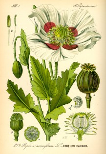 Illustration_Papaver_somniferum0.jpg