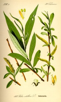 Illustration_Salix_alba0